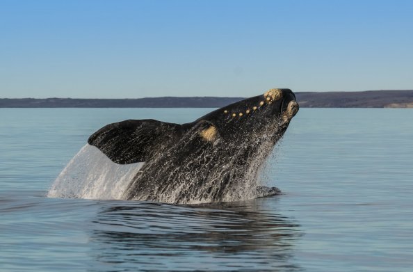 Southern right whale in Peninsula Valdés